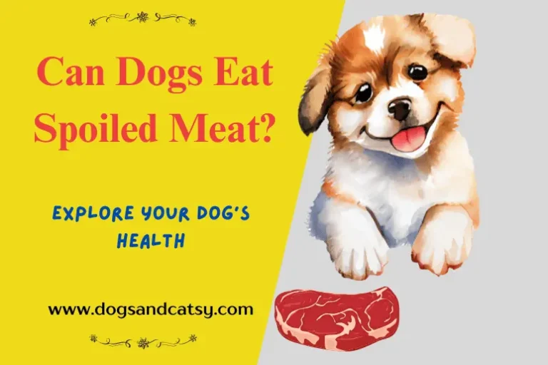 Can Dogs Eat Spoiled Meat