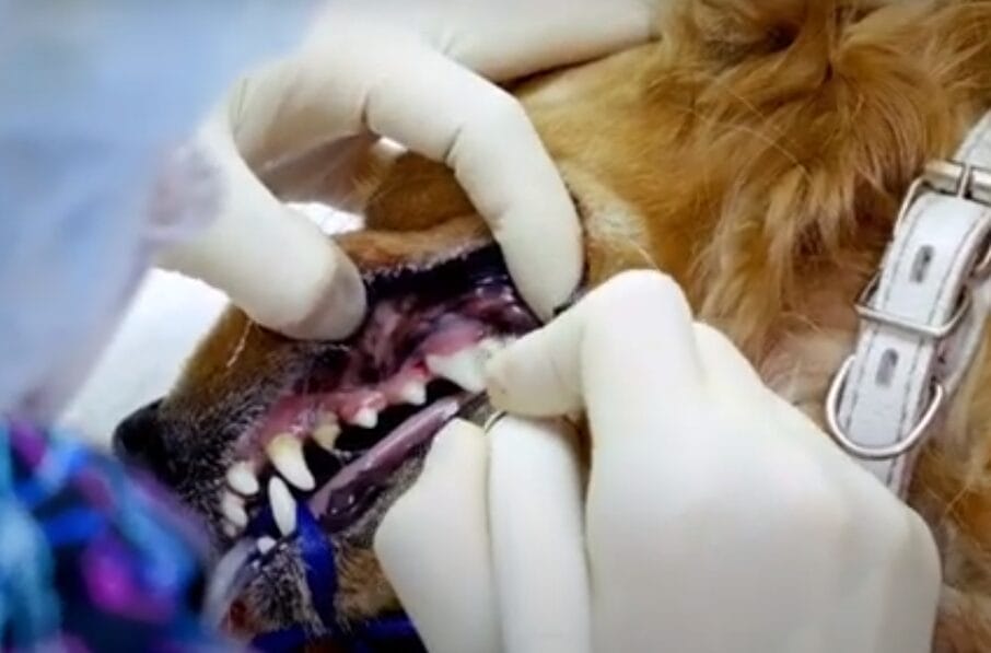 Dental problems after eating frosting