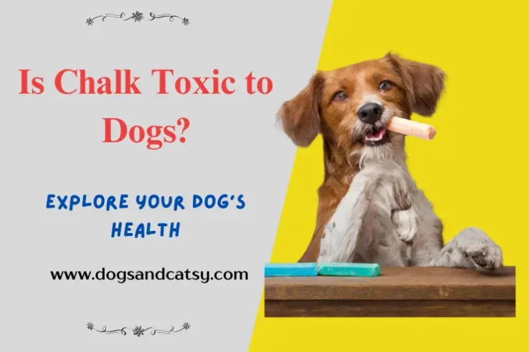 Is Chalk Toxic to Dogs?