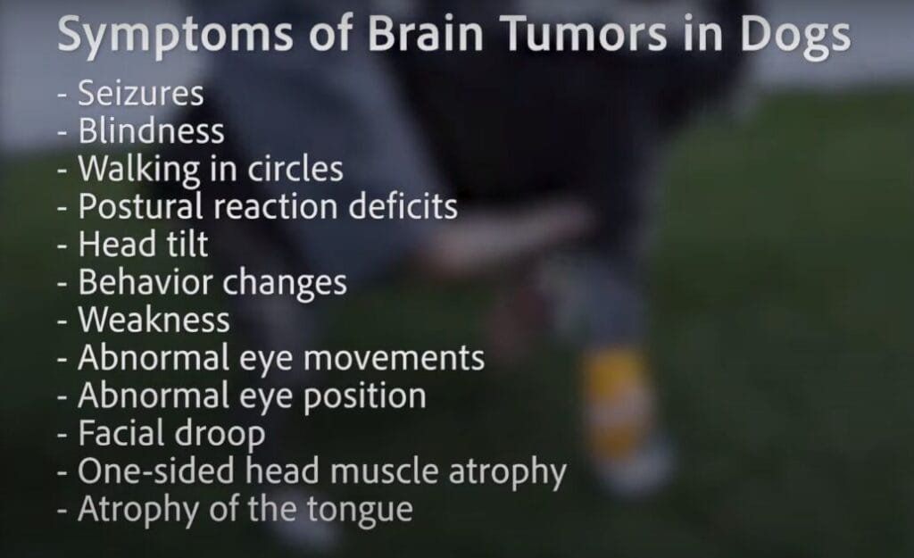Symptoms of tumors in dogs