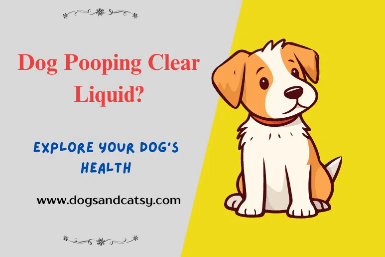 Dog Pooping Clear Liquid