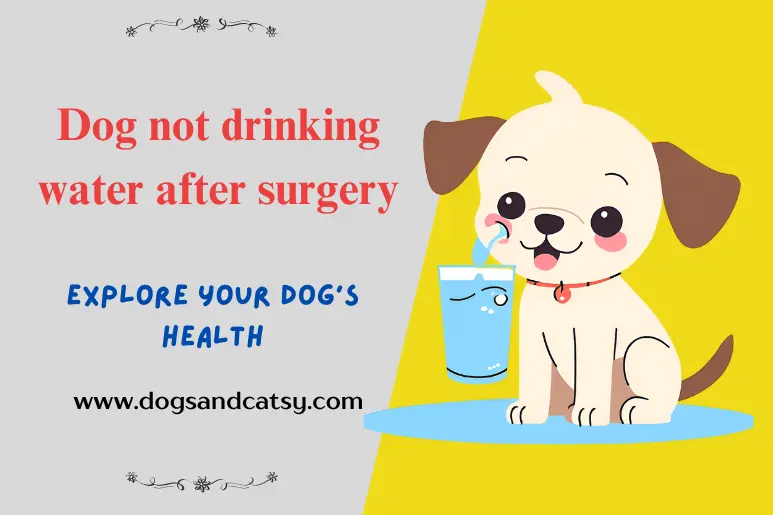 Dog not drinking water after surgery