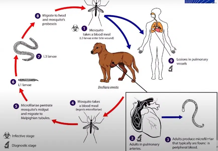 Heartworms