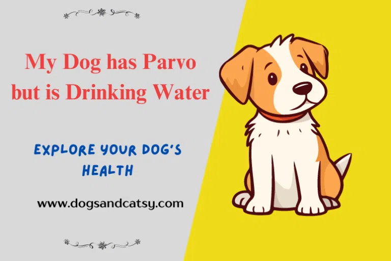 My Dog has Parvo but is Drinking Water