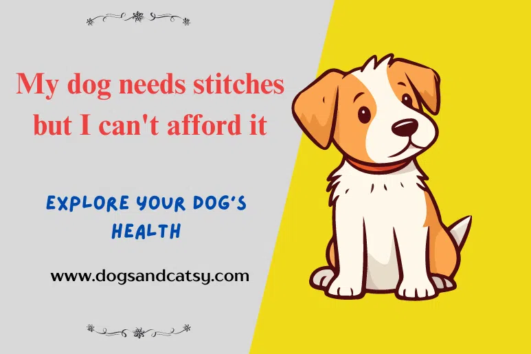 My dog needs stitches but I can't afford it