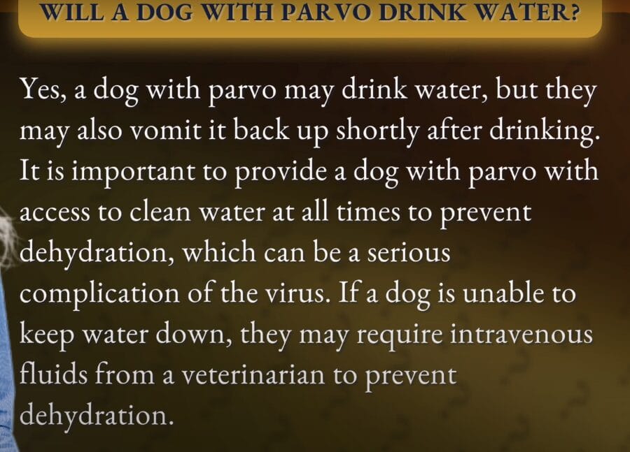my dog has parvo but is drinking water