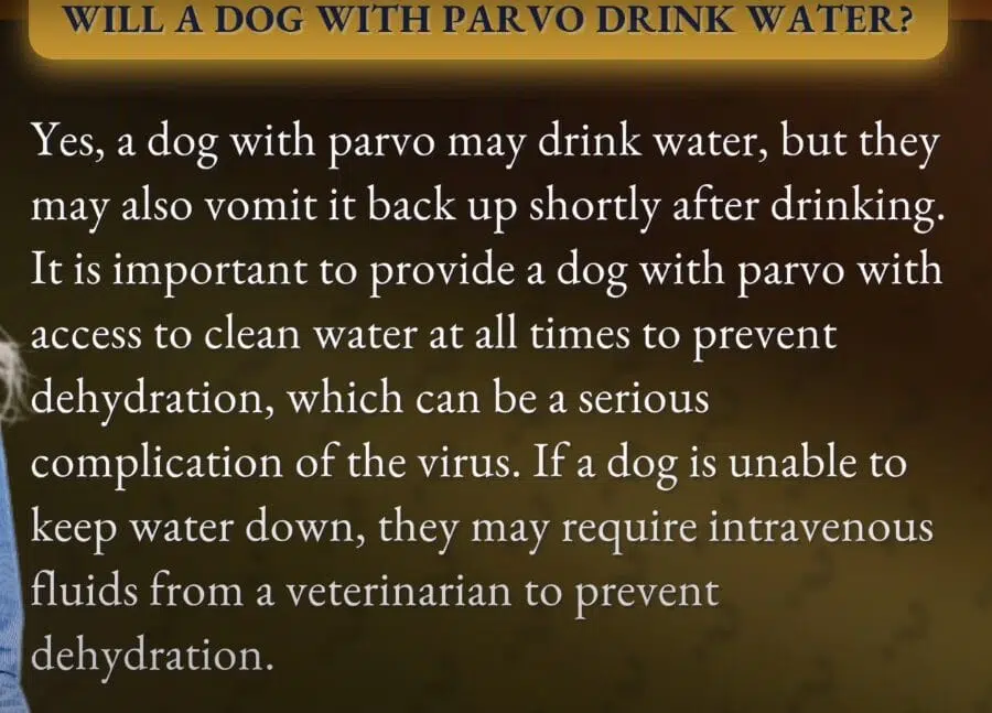 my dog has parvo but is drinking water