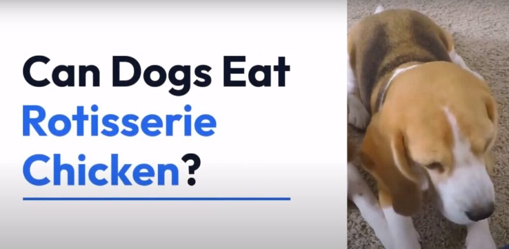 can dogs eat rotisserie chicken