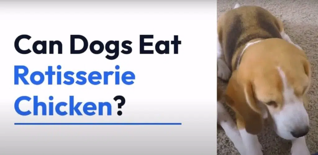 can dogs eat rotisserie chicken