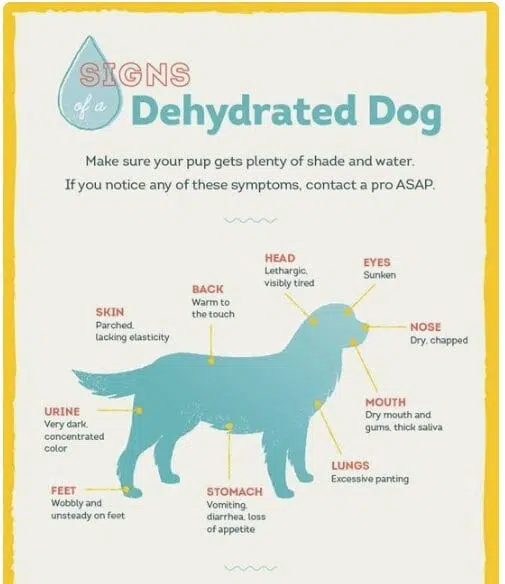 Signs of dehydration in Dogs