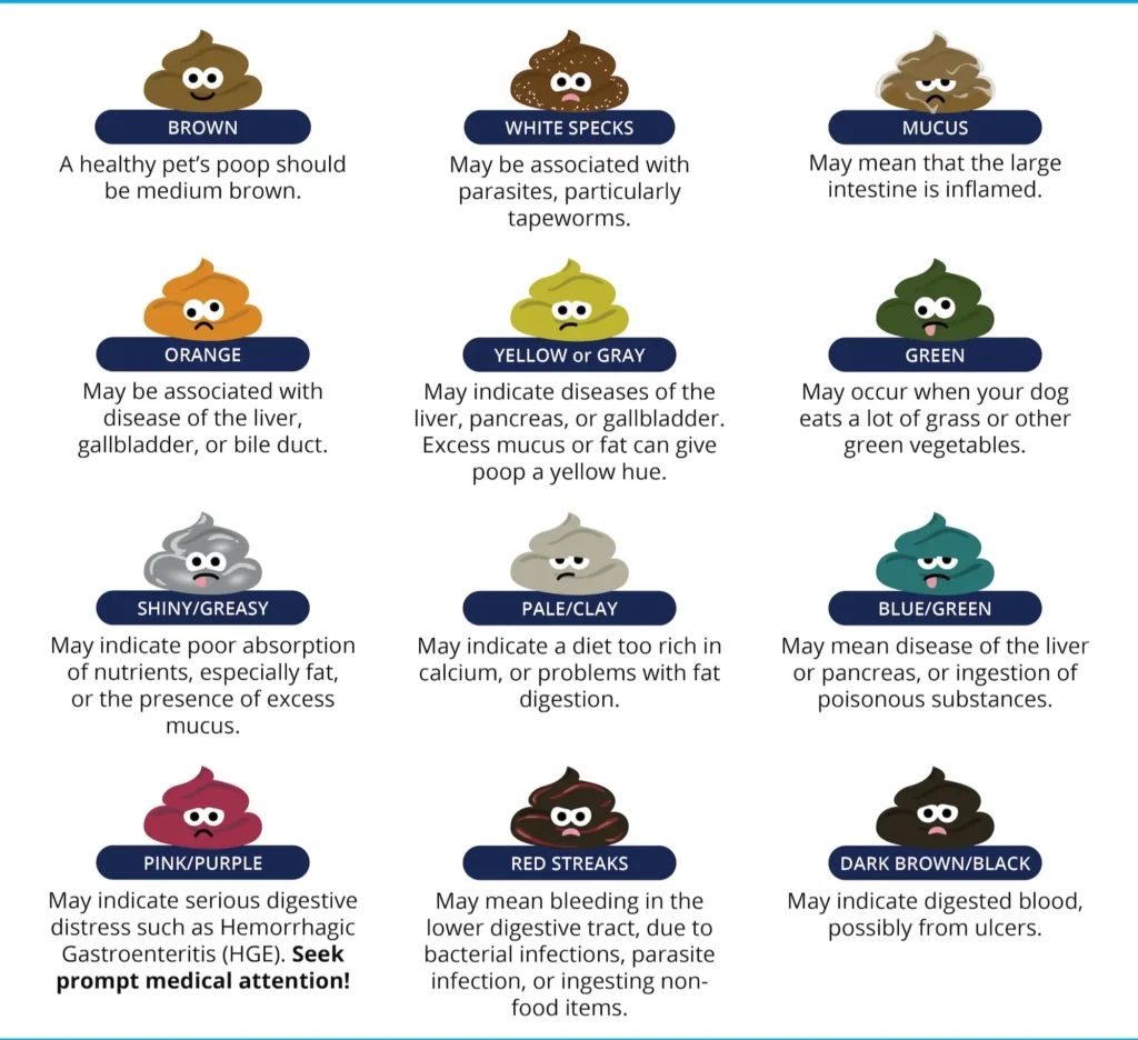 Normal Poop vs Other Poops