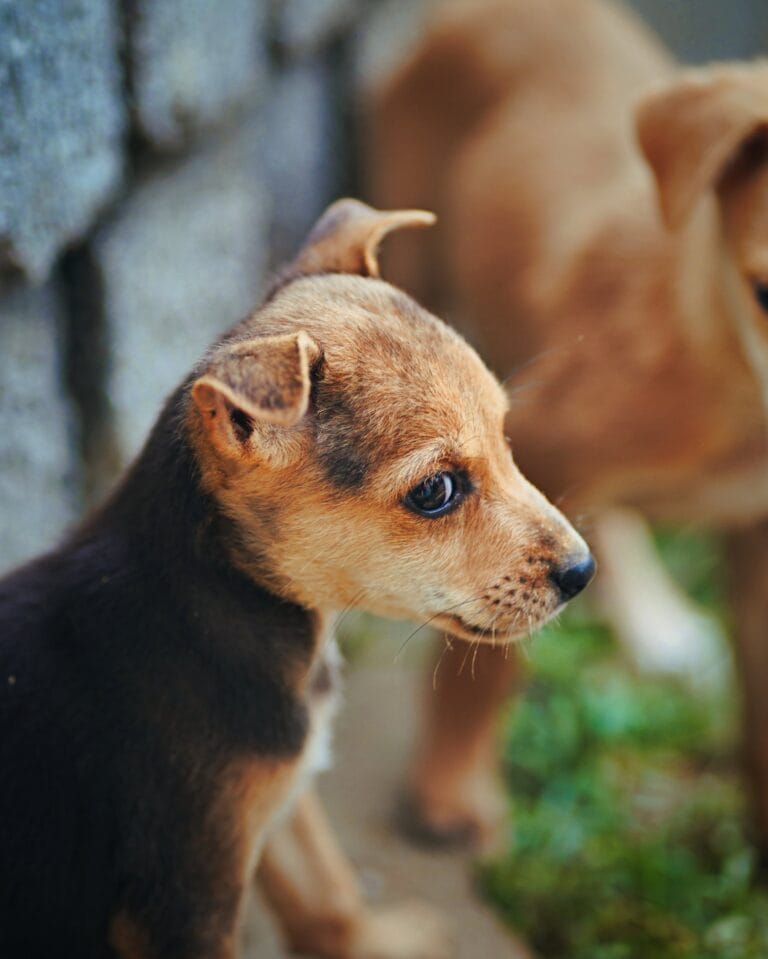 dogsandcatsy-all-about-dogs-and-cats