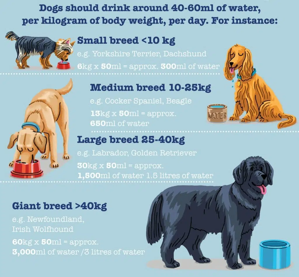 How much your Dog should Drink