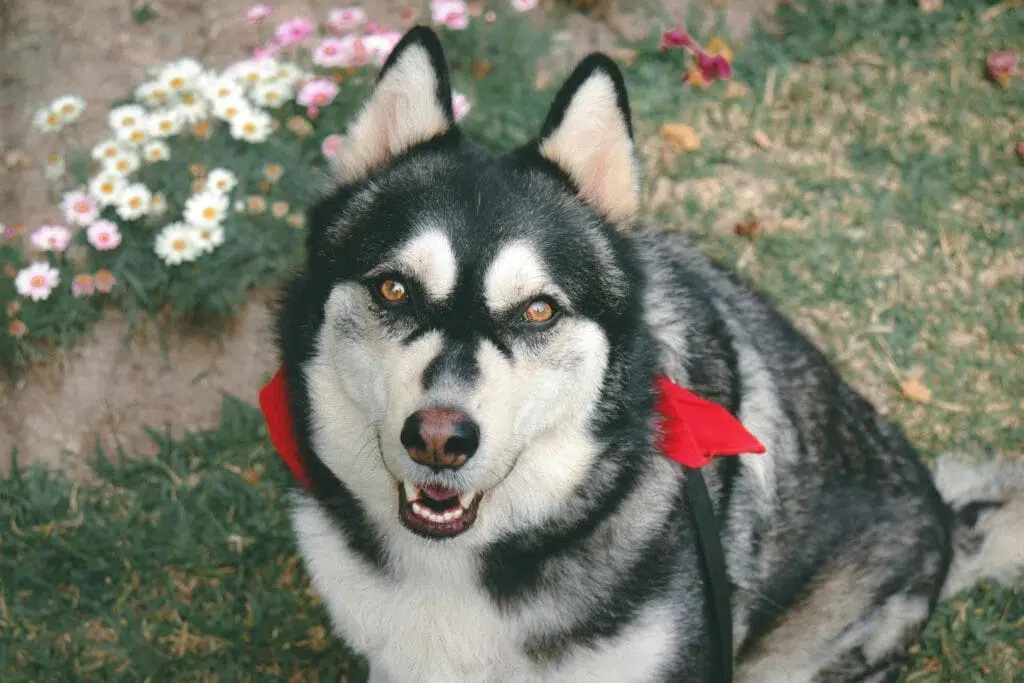 German shepherd husky mix