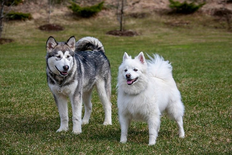 German shepherd husky mix