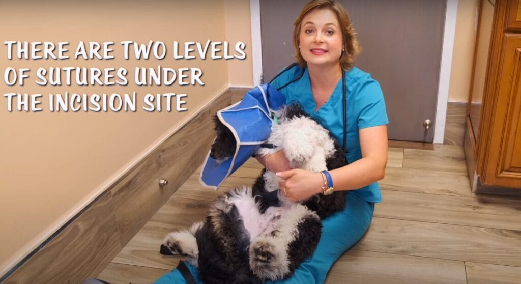my dog keeps jumping after being neutered