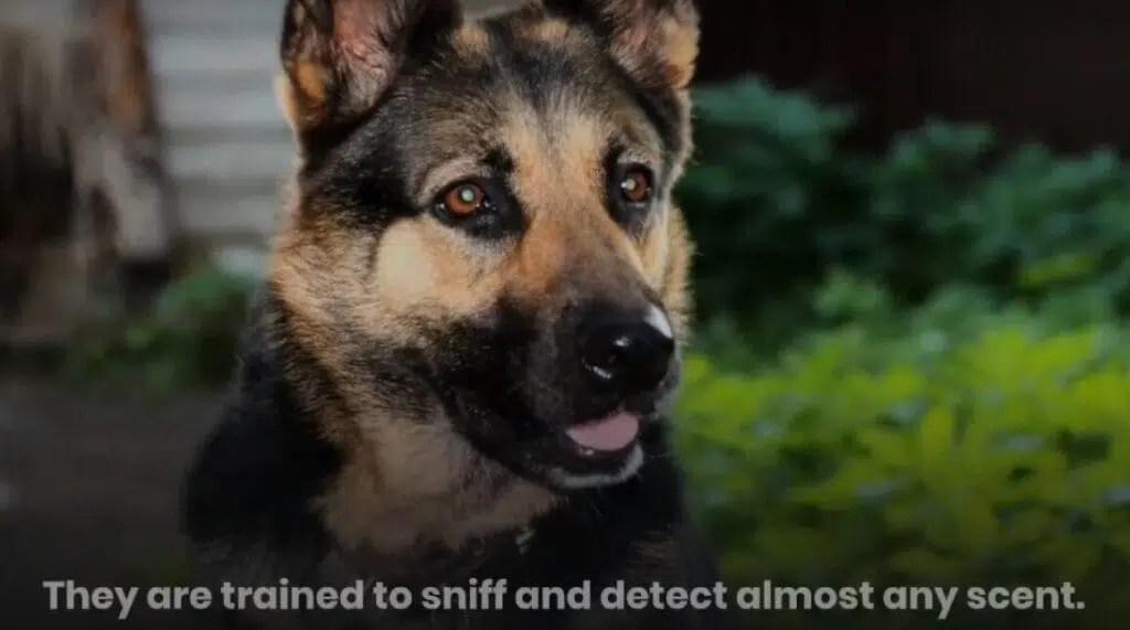 can drug dogs smell nicotine