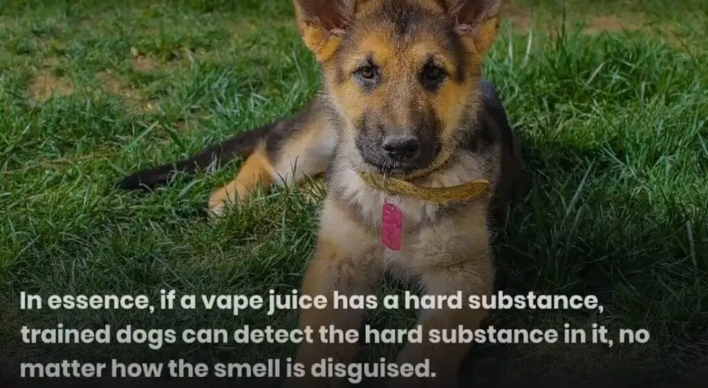 can drug dogs smell nicotine