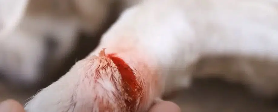 my dog needs stitches but i can't afford it