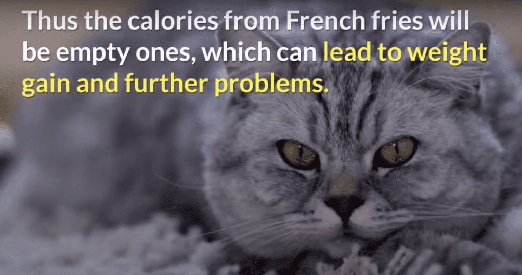 Can cats eat French fries