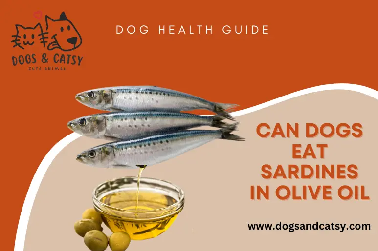 Can dogs eat sardines in olive oil