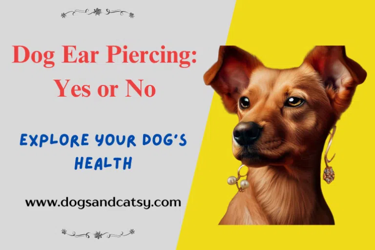 Dog Ear Piercing