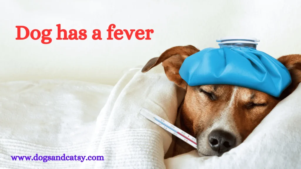 Dog has a fever