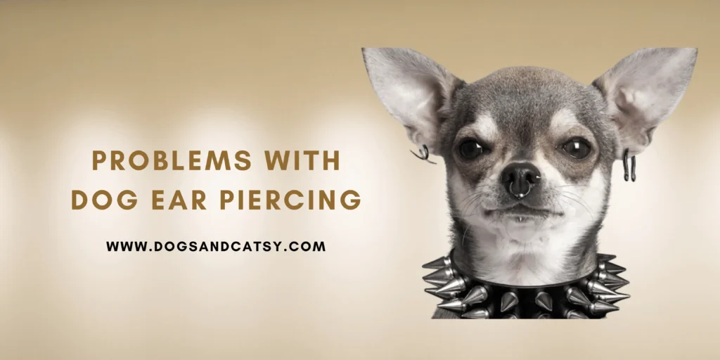 Problems with dogs ear piercing