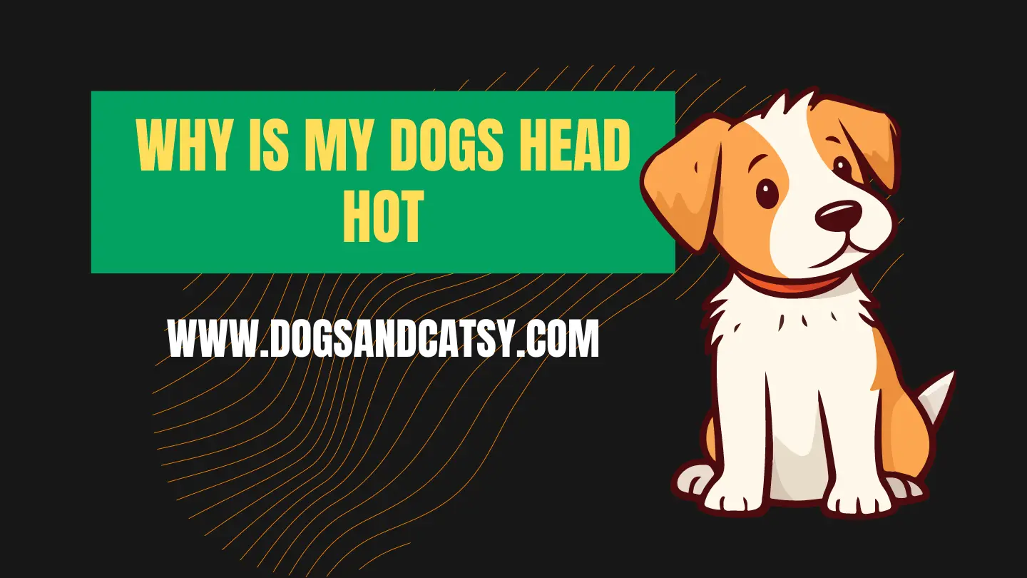 Is Your Pup's Dome Too Hot? Discover Why!