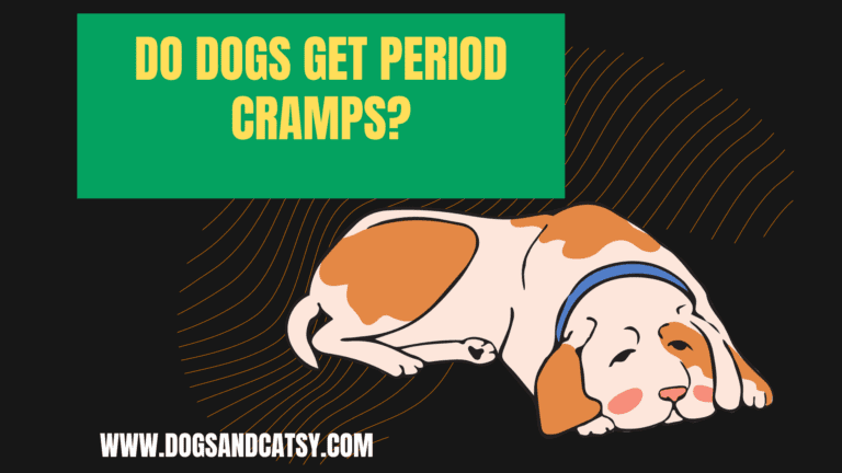 Do dogs get period cramps?