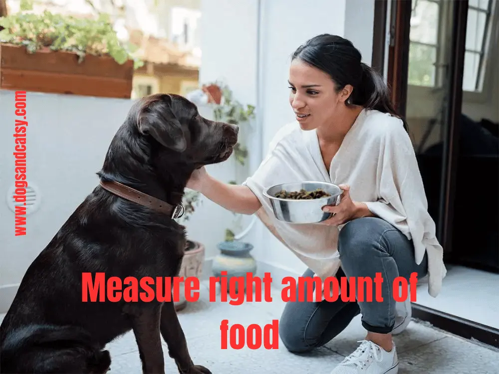 Measur right amount of food for your dog