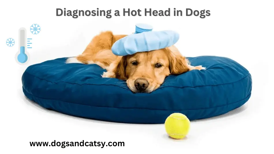 Diagnosing a Hot Head in Dogs