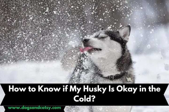 How to Know if My Husky Is Okay in the Cold