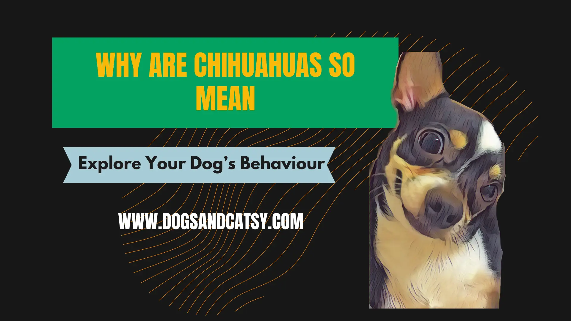 Why are chihuahuas so mean