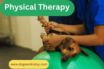 Physical Therapy