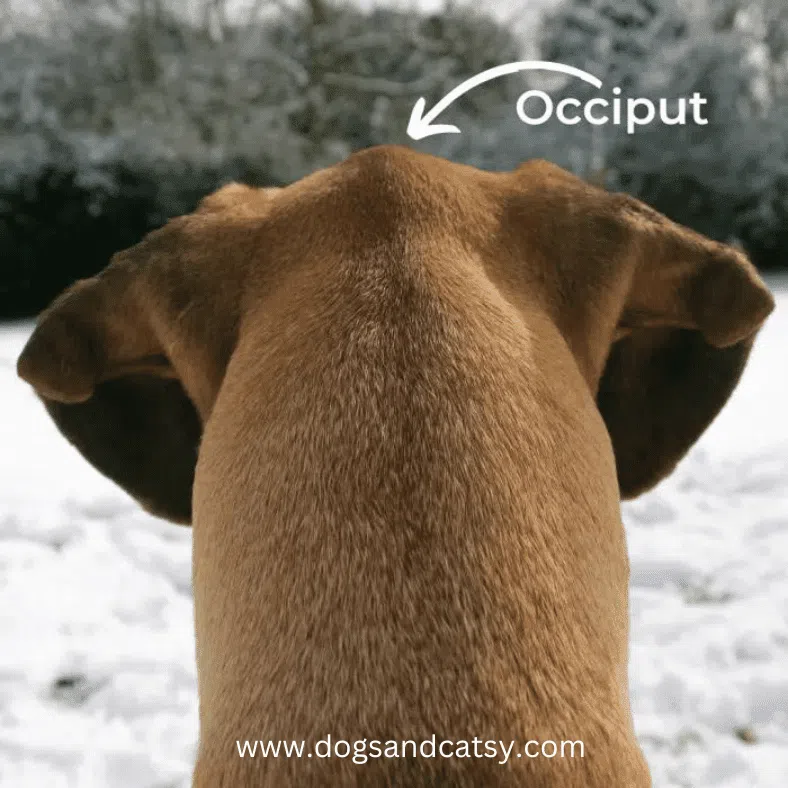 occiput dog