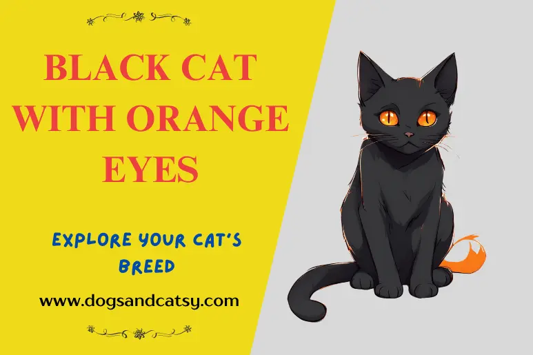 Black cat with orange eyes