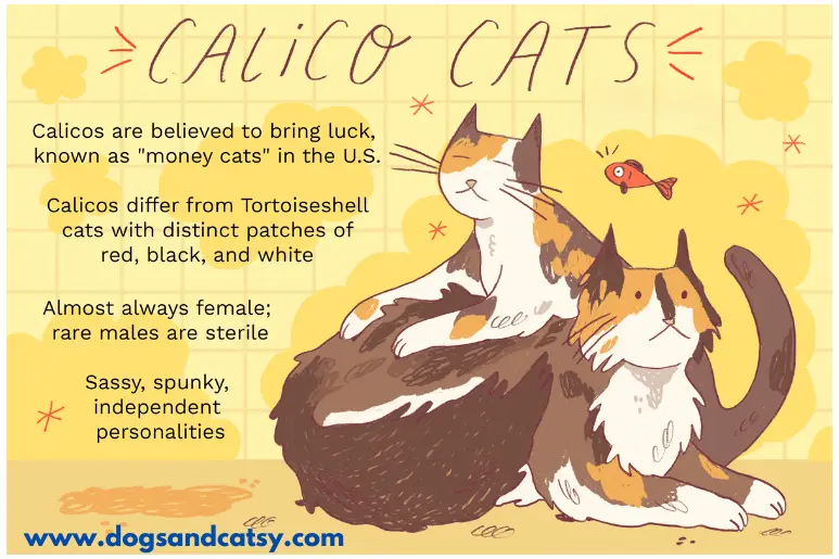 Characteristics of calico cats with blue eyes