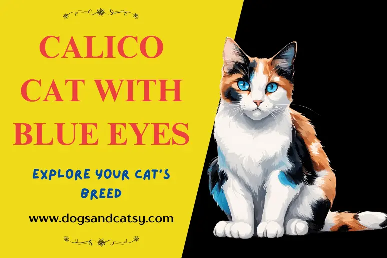 calico cat with blue eyes