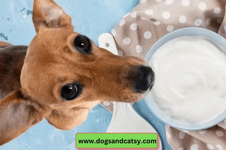 My Dog Ate Sour Cream – What Do I Do?