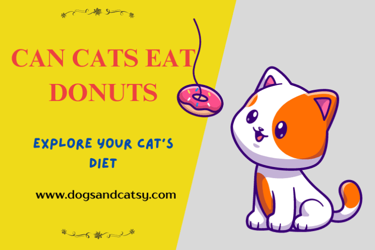 Can Cats Eat Donuts