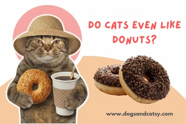 Do Cats Even Like Donuts?