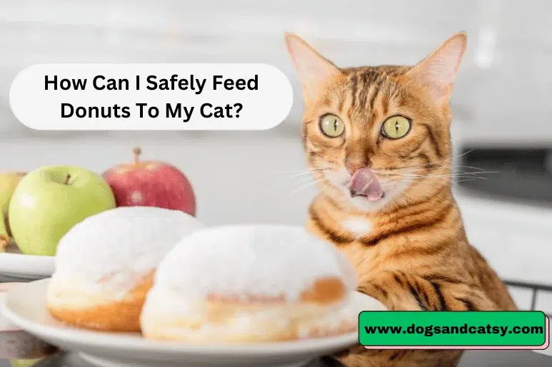 How Can I Safely Feed Donuts To My Cat?