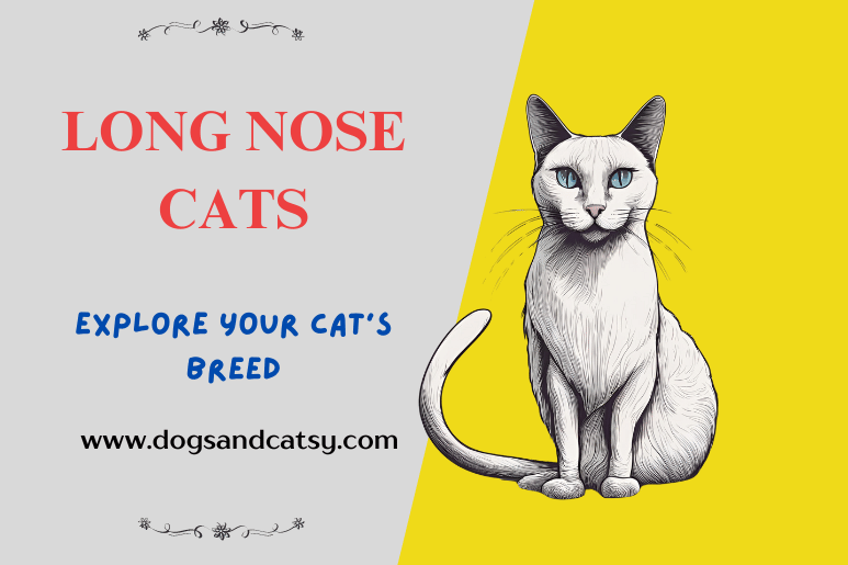 Long Nose Secrets: What These Cats Hide? 17 breeds explored!