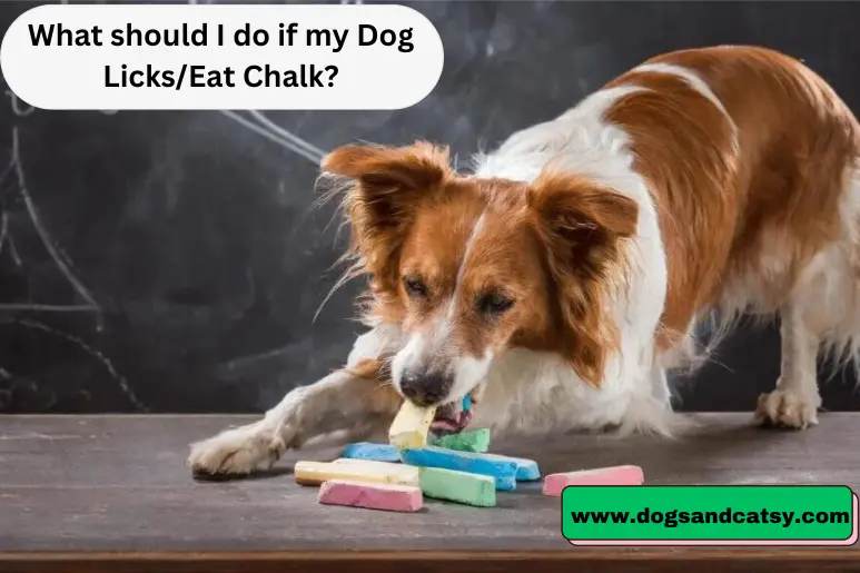 What should I do if my Dog Licks/Eat Chalk?