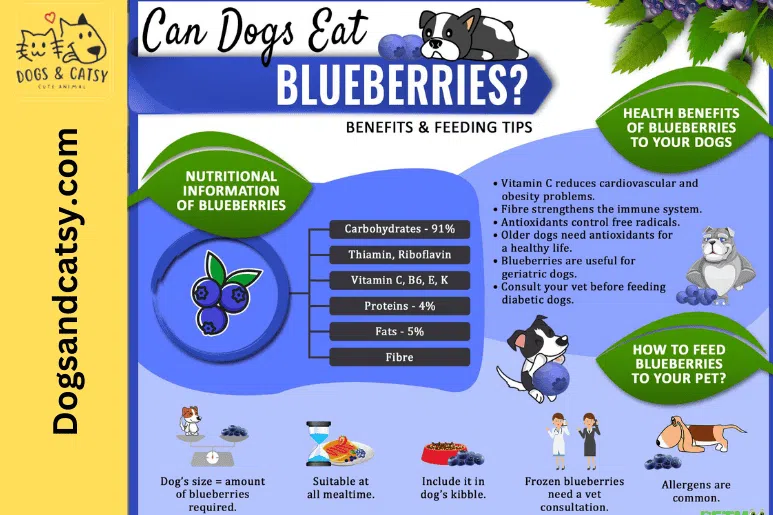 Benifits of Blueberries