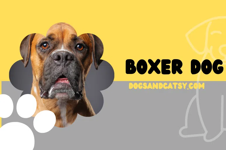 Boxer Dod