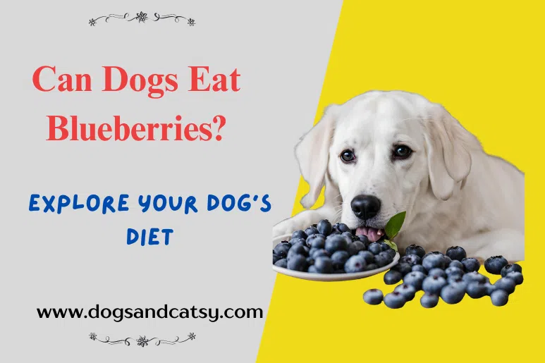 Can Dogs Eat Blueberries