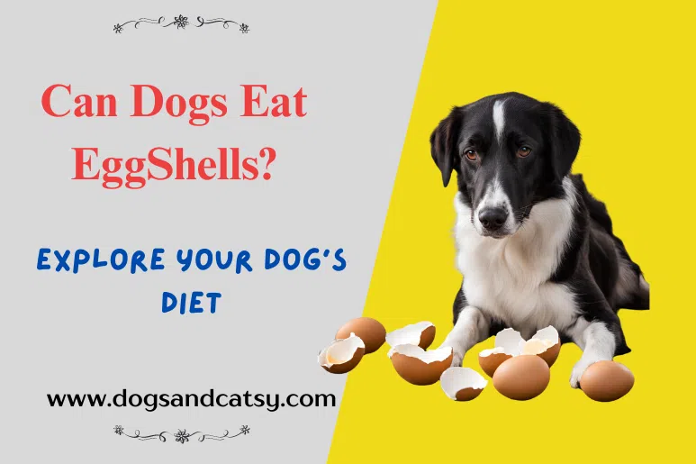 Can Dogs Eat Eggshells