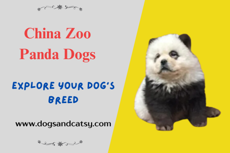 China Zoo Panda Dogs